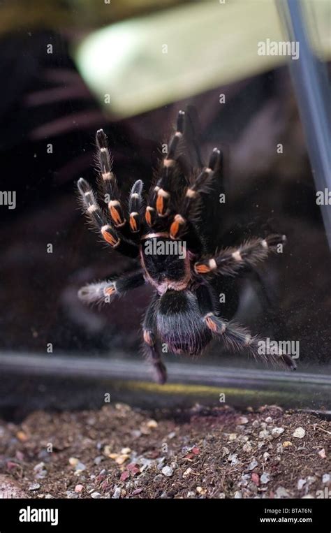 Photo D Un Redkneed Tarentule Mexicaine Brachypelma Smithi Photo Stock