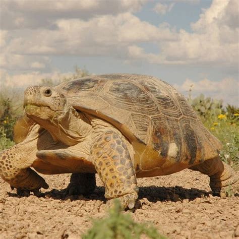 Tortuga Mexicana características hábitat y curiosidades