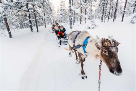 Rovaniemi Husky Park And Reindeer Farm Combo Getyourguide