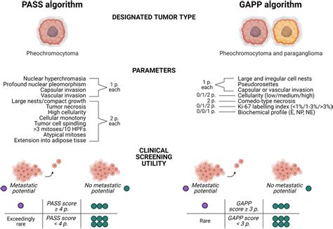 Schematic Overview Of The Pheochromocytoma Of The Adrenal Gland Scaled