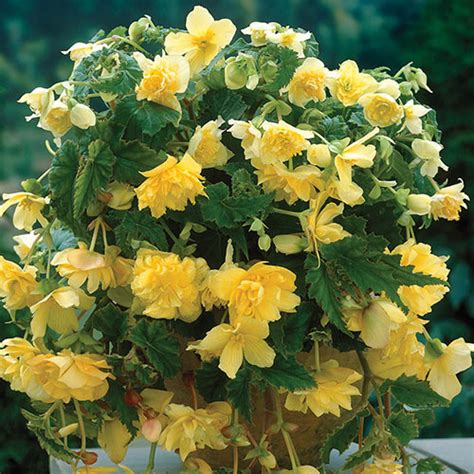 Double Hanging Basket Begonias Yellow K Van Bourgondien