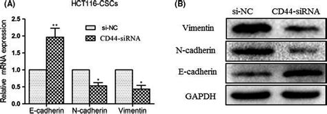 Knockdown Of Cd44 Inhibits Epithelialmesenchymal Transition Emt In