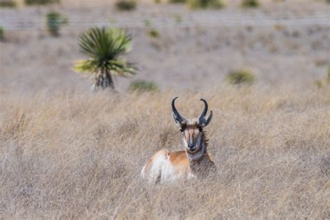 Pronghorn Restoration And Translocation Texas Parks And Wildlife