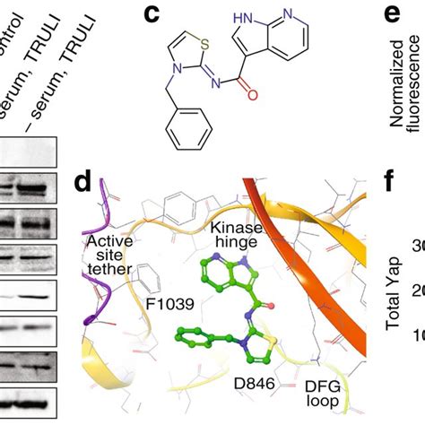 Truli Inhibits Lats Activity In An In Vitro Kinase Assay And Prevents