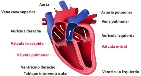 Qu Es El Coraz N Anatom A Y Funcionamiento