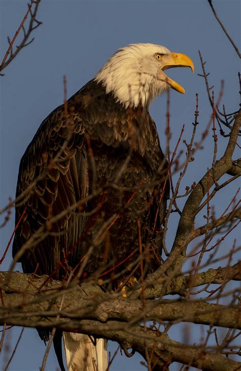 Big Mouth Bald Eagle At Loess Bluffs National Wildlife Ref Flickr