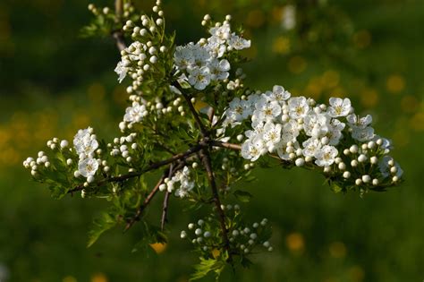 Hawthorn Blossom | Flowers | Wildlife | Photography By Martin Eager | Runic Design