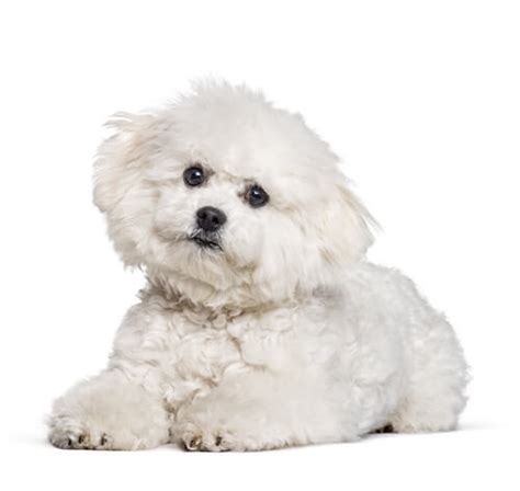 Bichon Frise Dog Breed Information Purina