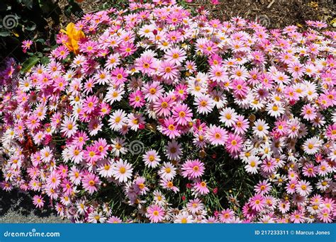 White Argyranthemum Frutescens Or Paris Daisy Marguerite Royalty Free