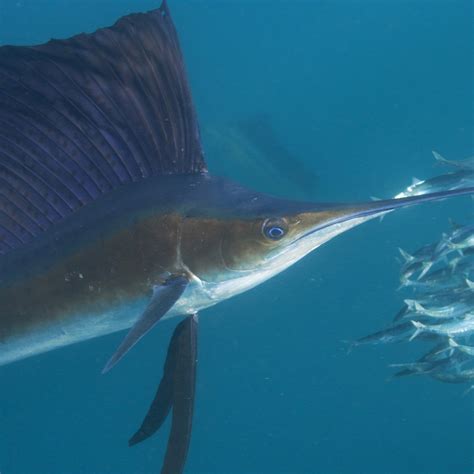 Sailfish National Geographic