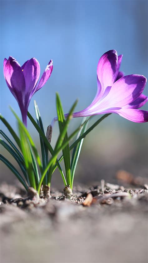 Krokus Tapety Na Telefon