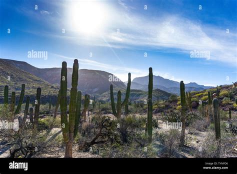 Desert Landscape Baja California Mexico Hi Res Stock Photography And