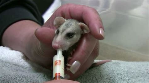 San Rafael's WildCare rescues two baby opossums from Marin County ...