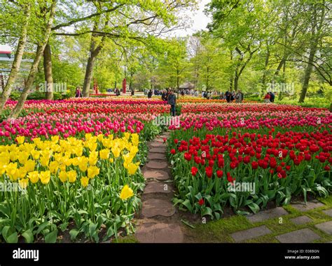 DUTCH TULIPS IN MANY COLOURS WITH SPRINGTIME TREES AND TOURISTS ...