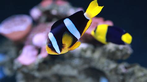 Best Anemone For Clownfish: A Full Guide For Safe Pairings! – Aquarium ...