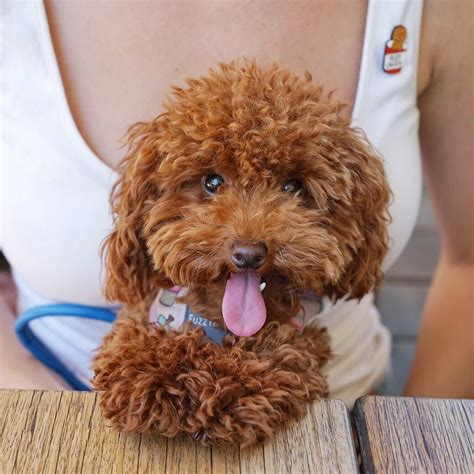 Jinkee Red Toy Poodle♀ On Instagram No Matter Who You Are Or Where