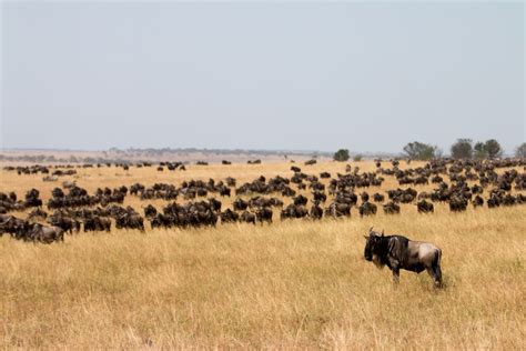 Migration Des Gnous Guide Mensuel Pour Un Safari Spectaculaire