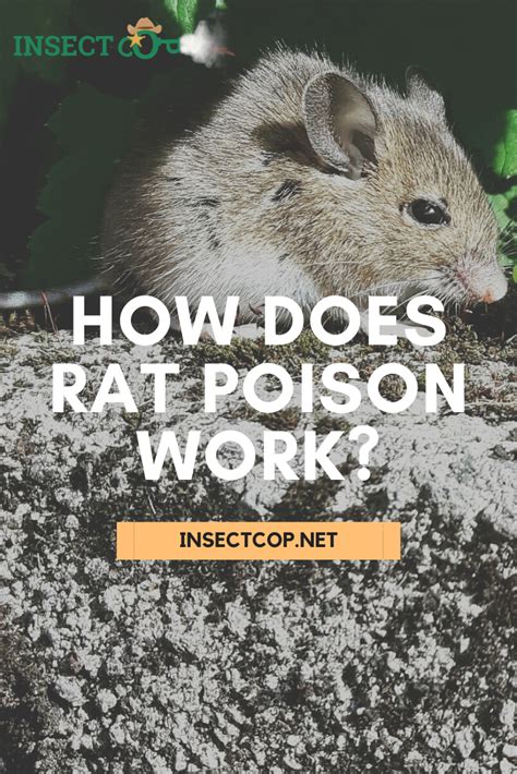 How Does Rat Poison Work Insect Cop Rat Poison Poison Electric