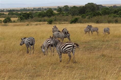 Premium Photo Zebra And Zebras On Grass