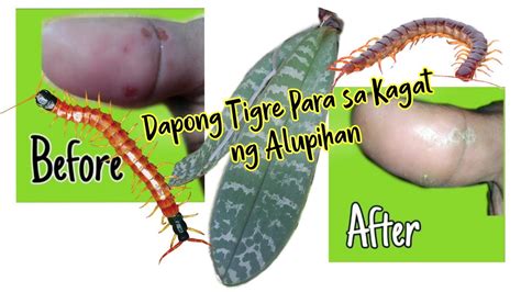 Mabisang Gamot Sa Kagat Ng Alupihan With Proof Part 2 Dapong Tigre