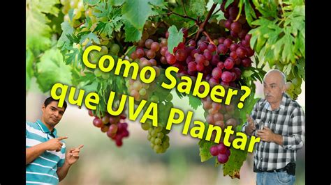 Parreira De Uva Qual Plantar Em Casa Youtube