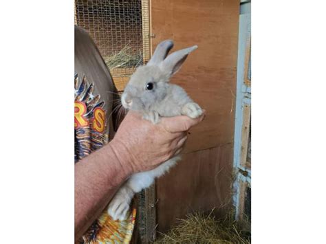 Flemish Giant Bunnies For Sale Richmond Bunnies For Sale Near Me