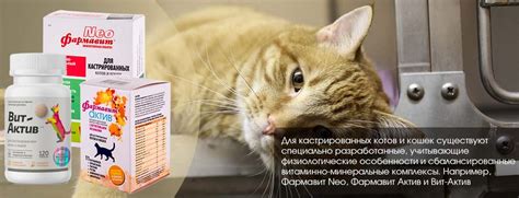 Подготовка кошки к кастрации и послеоперационный уход | НПП "Фармакс"