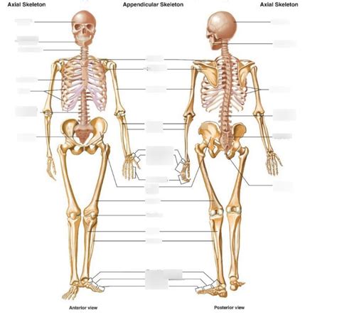 Bones Axial And Appendicular Skeleton Diagram Quizlet