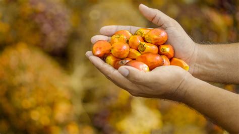 The Future is American Palm Oil - Palm Today Blog