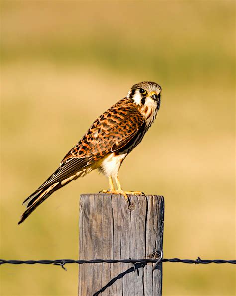 American Kestrel Female Birdforum