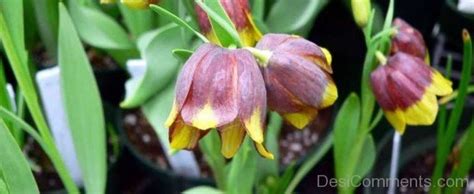 Red Fritillaria Michailovskyl DesiComments