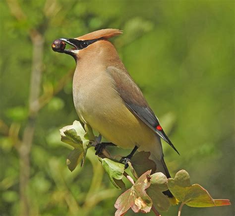 Cedar Waxwings In The Boise Area — Golden Eagle Audubon