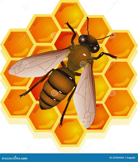 Bee With Honeycomb Stock Vector Illustration Of Field