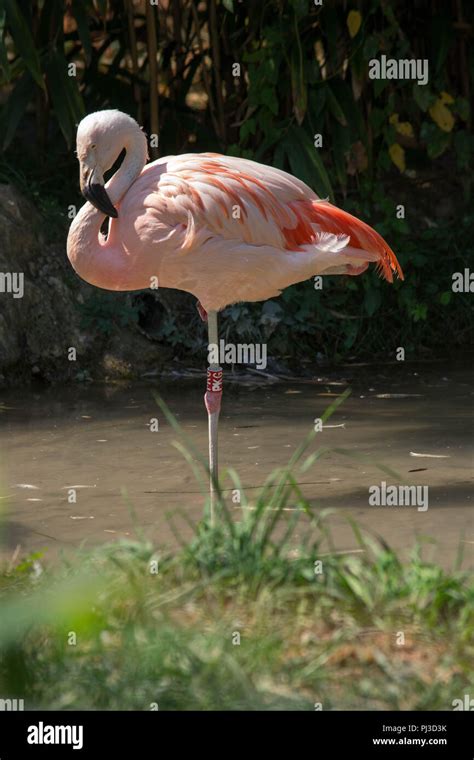 Pink herons hi-res stock photography and images - Alamy