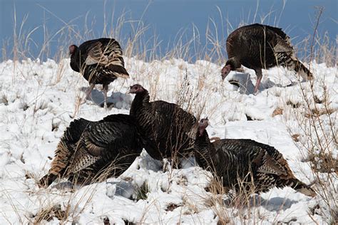 Colorado Wild Turkey Stock Photos Pictures And Royalty Free Images Istock