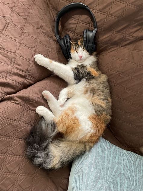 RELAXING | Cats, Cute cats, Cat icon