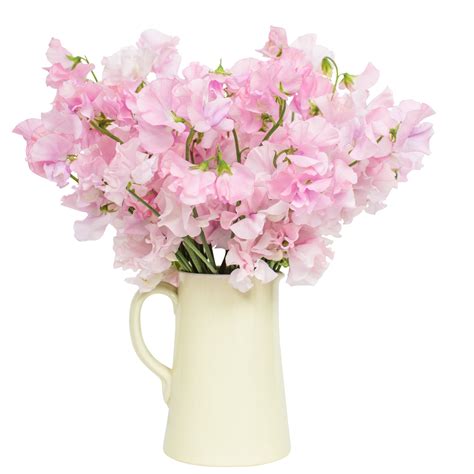 Sweet Peas Pink Send A Scented Sweet Pea Bouquet Across The Uk