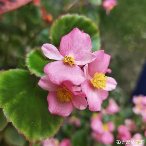 秋海棠花的养殖方法和注意事项 花百科