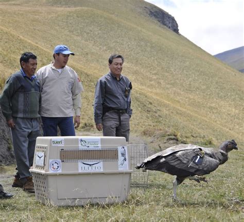 Plan De Acci N Para La Conservaci N Del C Ndor Andino En Ecuador