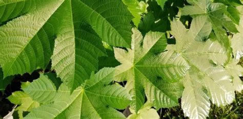 manfaat daun jarak bagi tubuh  efek sampingnya blog ruparupa