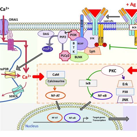 Oxidative DNA Damage In Relation To Cytogenetic Abnormalities PARP