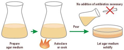 Prepare Lb Agar Plates Recipe Deporecipe Co