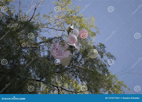 Balloons Stuck In The Willow Branches Stock Image Image Of Summer