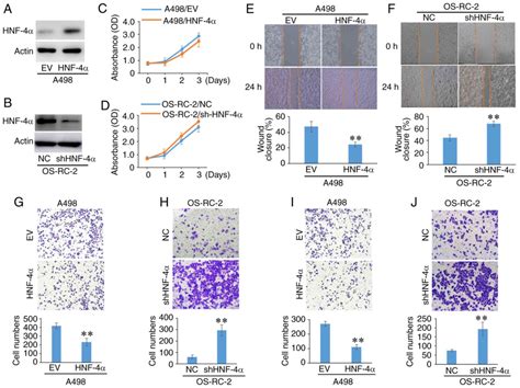 HNF4α downregulation promotes tumor migration and invasion by