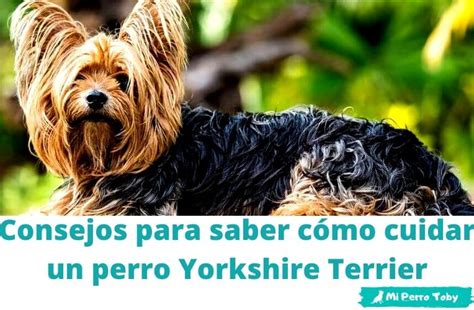 Aprende Los Mejores Cuidados Para Tu Yorkshire Terrier