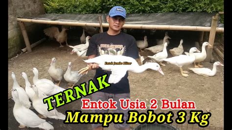 Ternak Entok Jumbo Blitar Usia 2 Bulan Mampu Bobot 3 Kg