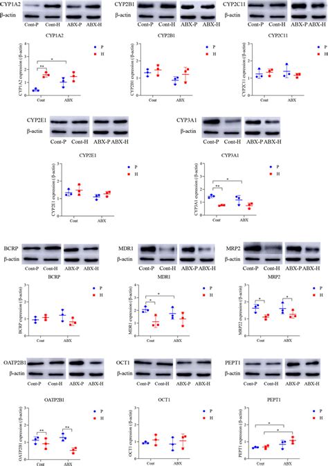 Frontiers Regulation Of Cyp450 And Drug Transporter Mediated By Gut Microbiota Under High