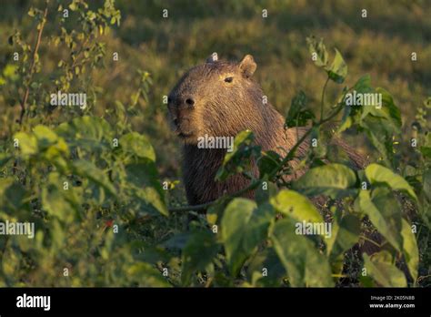 An Adult Capybara Hydrochoerus Hydrochaeris In The Pantanal Of Brazil