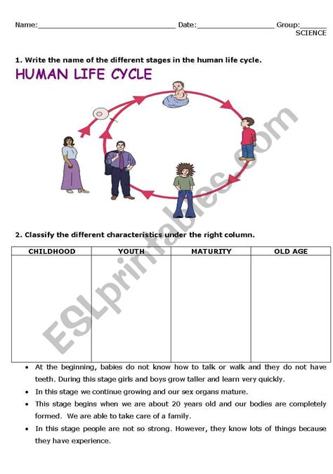 Human Life Cycle Worksheet