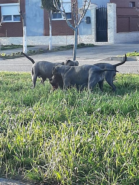 Foto C Ini Amstaff Au Atacat Un C Ine De Ras Comun Bihon